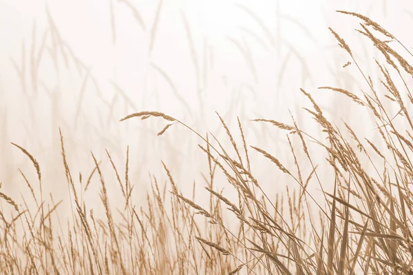 Herbe Sèche Dans Prairie Aux Couleurs Pastel Automne Fond Naturel Photos De Stock Libres De Droits