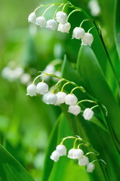 Schöne Wilde Maiglöckchen Blühen Sonnigen Wald Frühlingsblumen Maiglöckchen Aus Nächster lizenzfreie Stockbilder