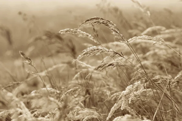 Herbe Sèche Dans Prairie Sépia Automne Fond Naturel Paysage Avec Images De Stock Libres De Droits