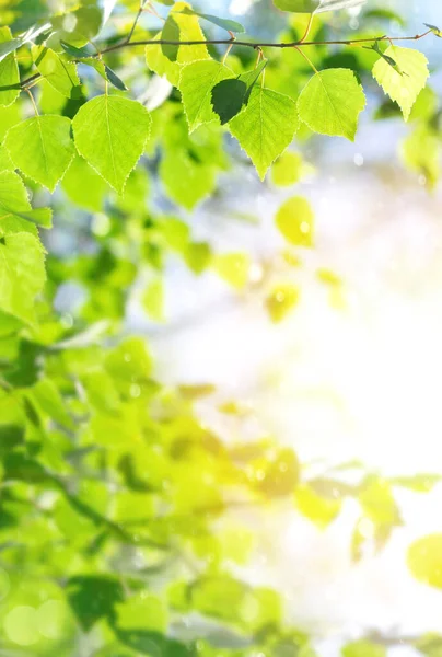 Helle Birkenzweige Sonnenlicht Natürlicher Hintergrund Frühling Hintergrund Mit Hellen Frischen Stockbild