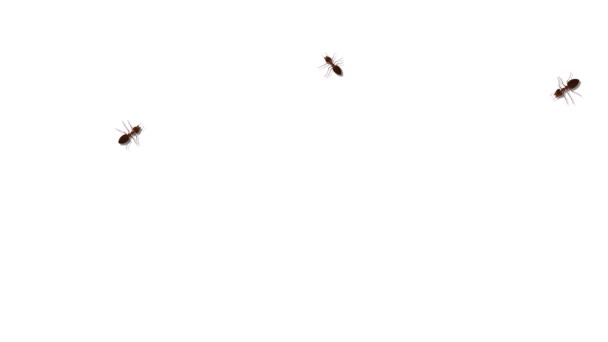 Divoký mravenec kráčející po cestě Pozadí smyčky. skupina mravenců. Šíření zvířat — Stock video