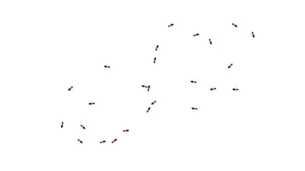 야생 개미가 산책로를 걷고 있다. 개미들이 걷고 있습니다. 동물이 퍼지다 — 비디오