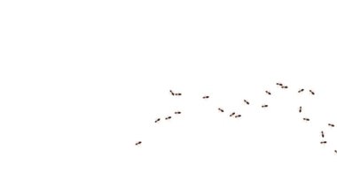 Beyaz arka plan animasyonunda yiyecek arayışında olan işçi karıncalar..