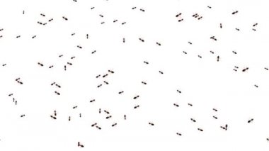 Beyaz arka plan animasyonunda yiyecek arayışında olan işçi karıncalar..