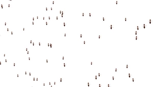 Un rastro de hormigas. Columna de hormigas Insecto negro Hormigas caminando en siluetas de pantalla verde viaje. T — Vídeos de Stock