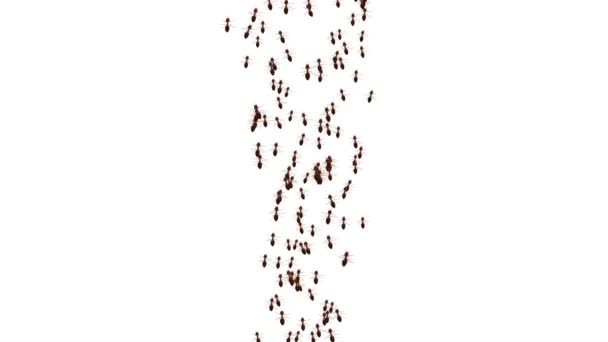Μυρμήγκια Περπάτημα κινείται στο λευκό σε πράσινο φόντο βρόχο οθόνης. — Αρχείο Βίντεο