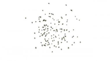 Bal arısı böcekleri ekran üzerinde yeşil ekran animasyonu içinde uçuyor,