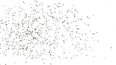 Yeşil Ekran Canlandırmasında Uçan Bal Arısı Sürüsü.