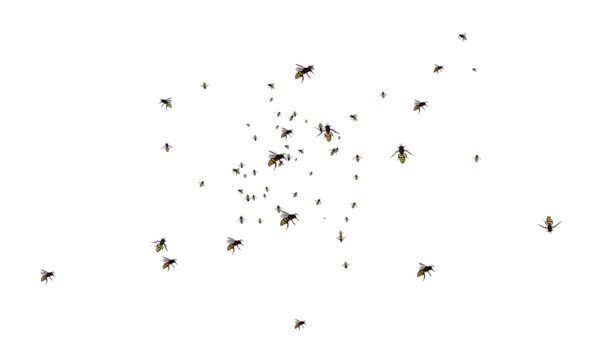 Roj včel vosy Fly Green Screen 3D animace hmyzu smyčka pozadí — Stock video