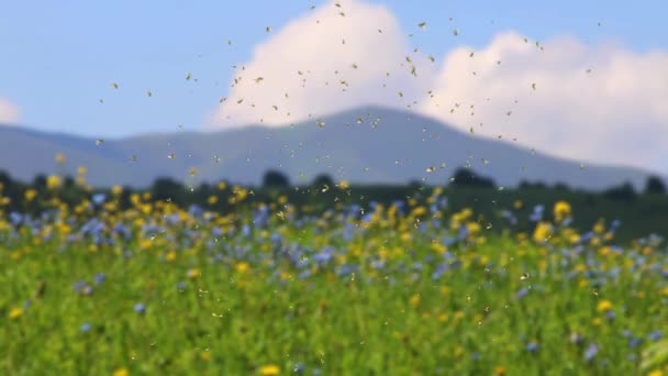 4K养蜂人用蜂蜜生产蜜蜂、蜂窝和蜂蜜。养蜂人梳理 — 图库视频影像