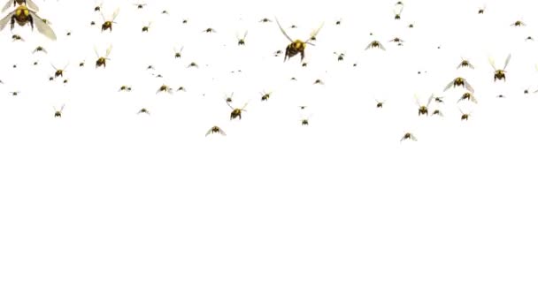 Enjambre de abejas volar pantalla verde 3D Loop fondo animación. — Vídeo de stock