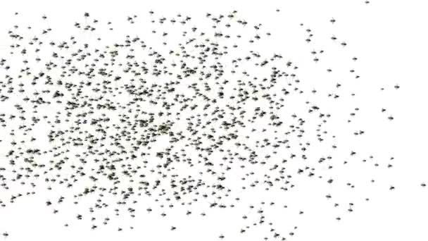 緑の背景を飛行するハエの群れをフィーチャーした3Dアニメーション. — ストック動画