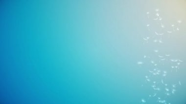 4K döngüsü İlkbahar ve yaz, karahindiba tohumları yukarı doğru uçar.