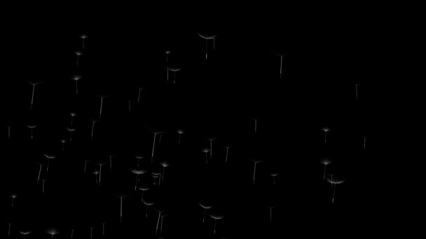 Реалістичні насіння кульбаби, що дме на вітрі, ізольовані на чорному тлі . — стокове відео
