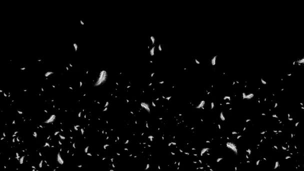 Перья падают медленно летающих птиц в воздухе с белыми перьями на черном фоне — стоковое видео