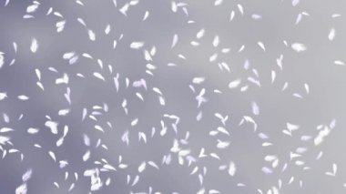 Sonsuz tüyleri gevşetin parçacıklar hareket yumuşak rüzgar hava orta arkaplanda yavaşça yüzüyor