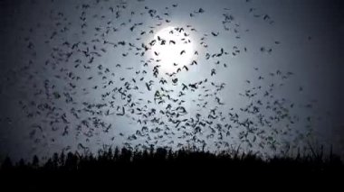 Cadılar Bayramı arka plan animasyonu. Mavi gökyüzü, ay, sis, uçan yarasalar. Cadılar Bayramı 'nın korkunç gecesi