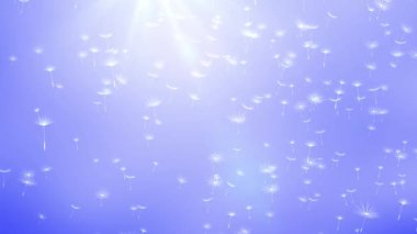 Uçan Karahindiba tohumlarının Döngü Arkaplanı. Arka planda uçan karahindiba tohumları trajik bir günbatımı.