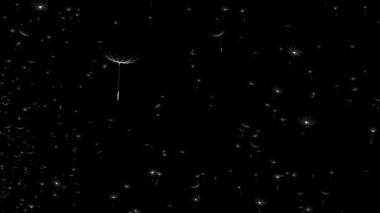 4K döngüsü karahindiba tohumları uçuşuyor ve yeşil bir arka planda uçup gidiyor.