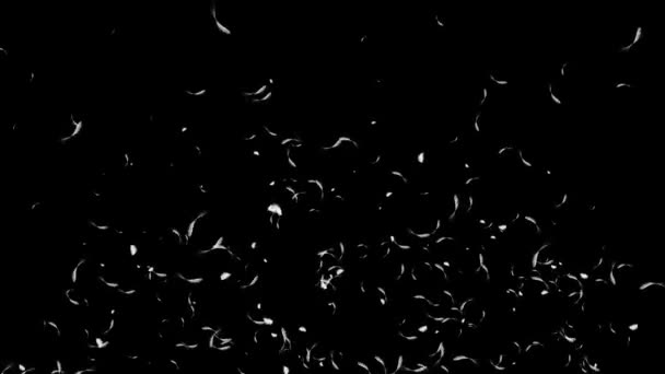 Αφηρημένα ελαφριά χνουδωτά λευκά φτερά πουλιού που πέφτουν στο σκοτάδι. Φτερό σε μαύρο φόντο βρόχων — Αρχείο Βίντεο