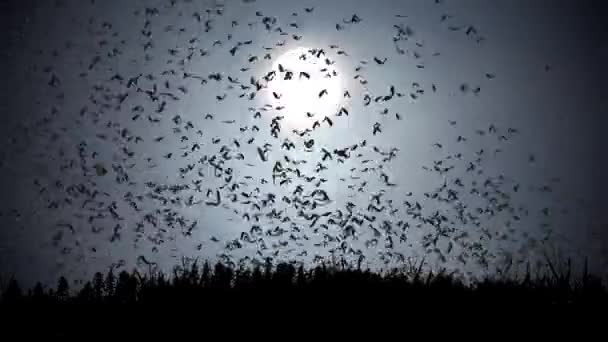 青い空、月、霧、飛行コウモリの概念を持つハロウィーンの背景アニメーション。ハロウィンの怖い夜 — ストック動画