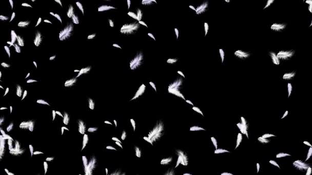 Realistisch Snel gegooid en langzaam vallende witte veren Loop Animatie Achtergronden. — Stockvideo