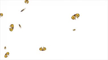 Beyaz arka planda tek başına uçan güzel kelebek. Bahar doğasında kelebek.