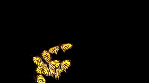 4K Красочные бабочки летающие петли случайным образом в сцене на белом, зеленом фоне экрана. — стоковое видео