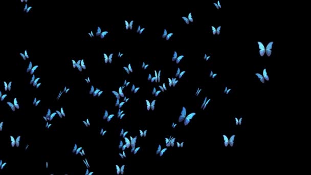 4K Realistiska flygande fjärilar animation på svart grön skärm bakgrund. — Stockvideo