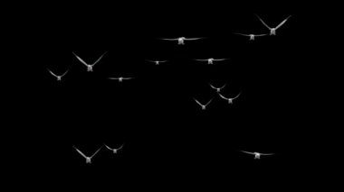 Mavi gökyüzünde yalnız bir DOVES uçuyor. Beyaz güvercin gökyüzüne, özgürlüğün sembolü.