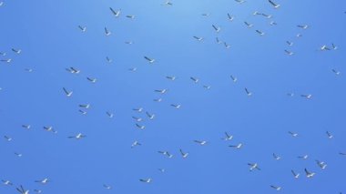 Geniş kahverengi pelikan grubu formasyon döngüsü animasyon arka planında uçuyor