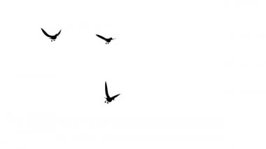 Uçan kuşların panoramik görüntüsü Havada uçar.