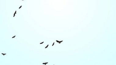 Göçmen bir kuş sürüsü. Gökyüzünde uçan kuş siluetleri seti Döngü Arkaplanı.