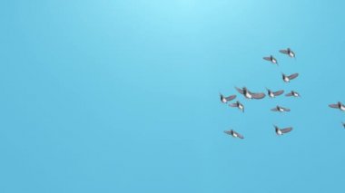 Mavi gökyüzünde uçan kuşların silueti. Arka planda bahar bulutları olan kuşlar. Kuşlar havada uçuyor.