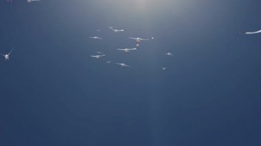 Gerçekçi kuş sürüsü Döngü Arkaplanı.