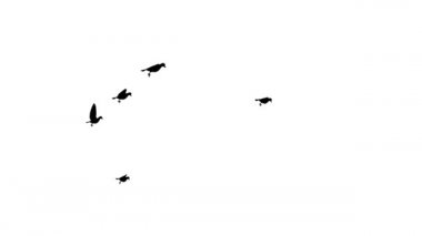 Mavi gökyüzüne karşı uçan kuşlar veya ekoloji konsepti Döngü Arkaplan Canlandırması.