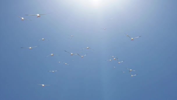 Mucha bandada de aves volando en el cielo Loop Background Animation. Naturaleza cielo paisaje — Vídeos de Stock