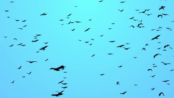 Miles de pájaros cantores Aves volando en grúa en vuelo sobre el fondo del idílico cielo otoñal. — Vídeos de Stock