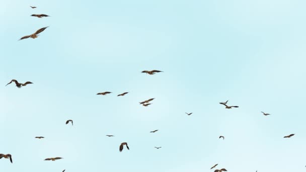 夏の日差しの中で山を飛んで白い鳥のシルエット。自然の中での自由ループの背景. — ストック動画