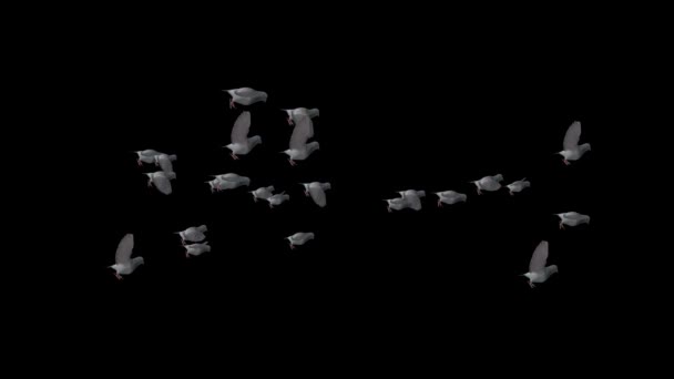 Een zwerm huisduiven zwarte aalscholvers vliegen, agarische vogels vliegen in het voorjaar. — Stockvideo