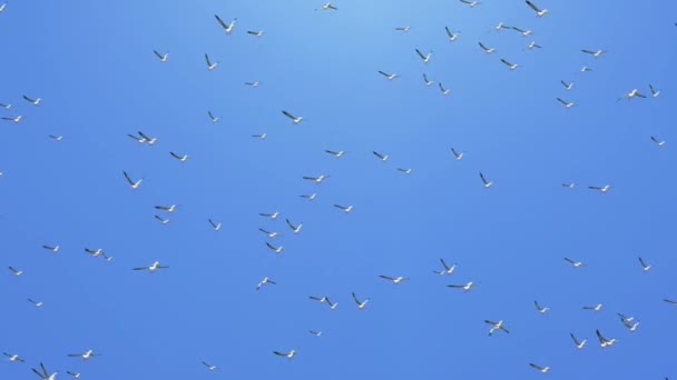 Grande grupo de pelicanos marrons voando em formação Loop Animation fundo — Vídeo de Stock