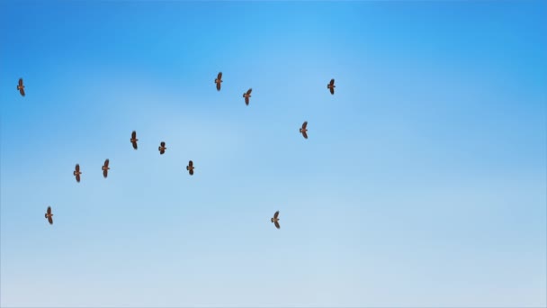 Πουλιά που πετούν στο μπλε ουρανό Βρόχο Animation φόντο. σιλουέτα σε σκούρο μωβ φόντο του ουρανού. — Αρχείο Βίντεο