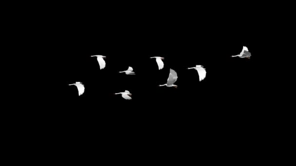 Una bandada de gansos salvajes volando en el cielo Animación de pantalla verde. — Vídeos de Stock