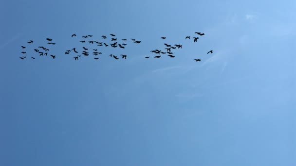 Çevre dostu doğa. Gökyüzünde uçan büyük bir kuş sürüsü Döngü Arkaplanı. — Stok video
