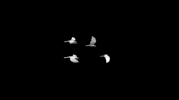 Slow motion shot of swans flying over blue sky Loop background — Stock Video