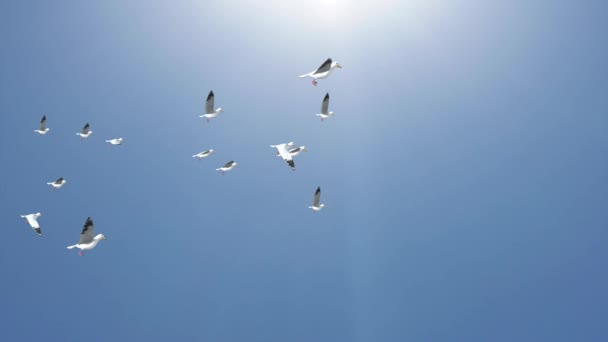 Большое стадо птиц, летающих в небе на фоне облаков. — стоковое видео