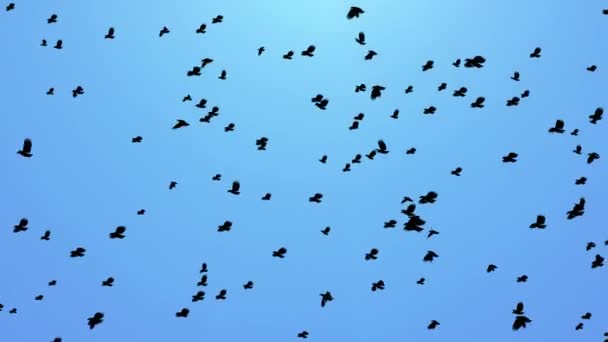 Ein Schwarm Zugvögel. Satz schwarzer Silhouetten von Vögeln, die in den Himmel fliegen Schleifenhintergründe. — Stockvideo