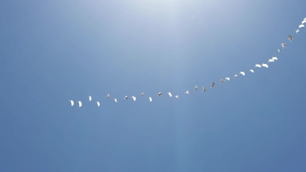 Flock av fåglar i flygning utomhus. Flock av sjöfåglar under flygning vid horisonten. Sjöfåglar som flyger. — Stockvideo