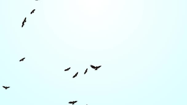 Стая перелётных птиц. набор черных силуэтов птиц, летающих в небе. — стоковое видео