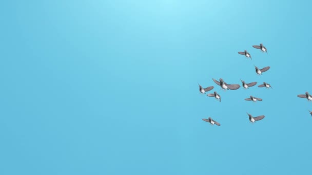 Silhouette d'oiseaux volant dans le ciel bleu. Oiseaux sur fond de nuages printaniers. Oiseaux volant dans l'air. — Video